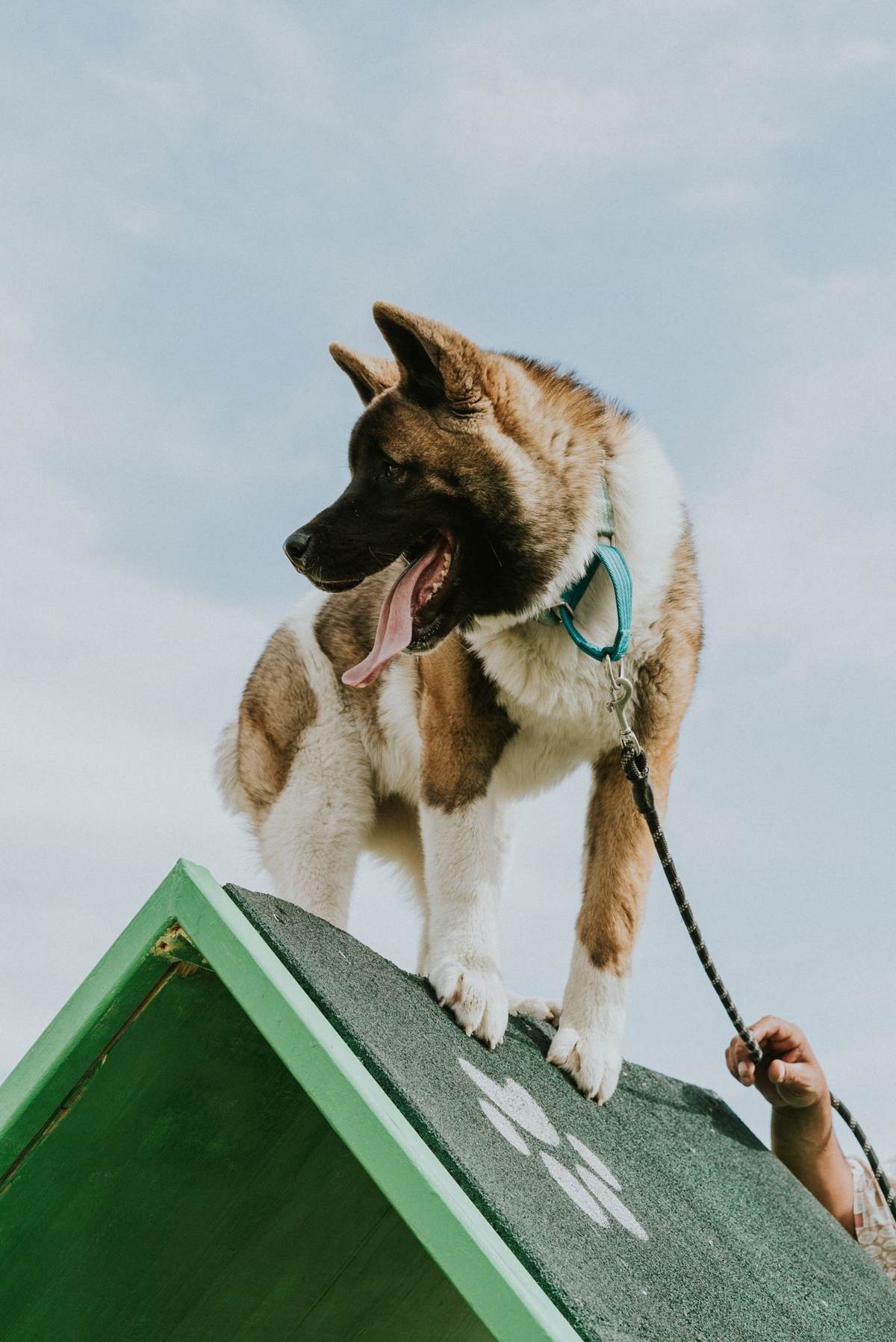 En akita står på en grøn hundehytte mod en lys himmel