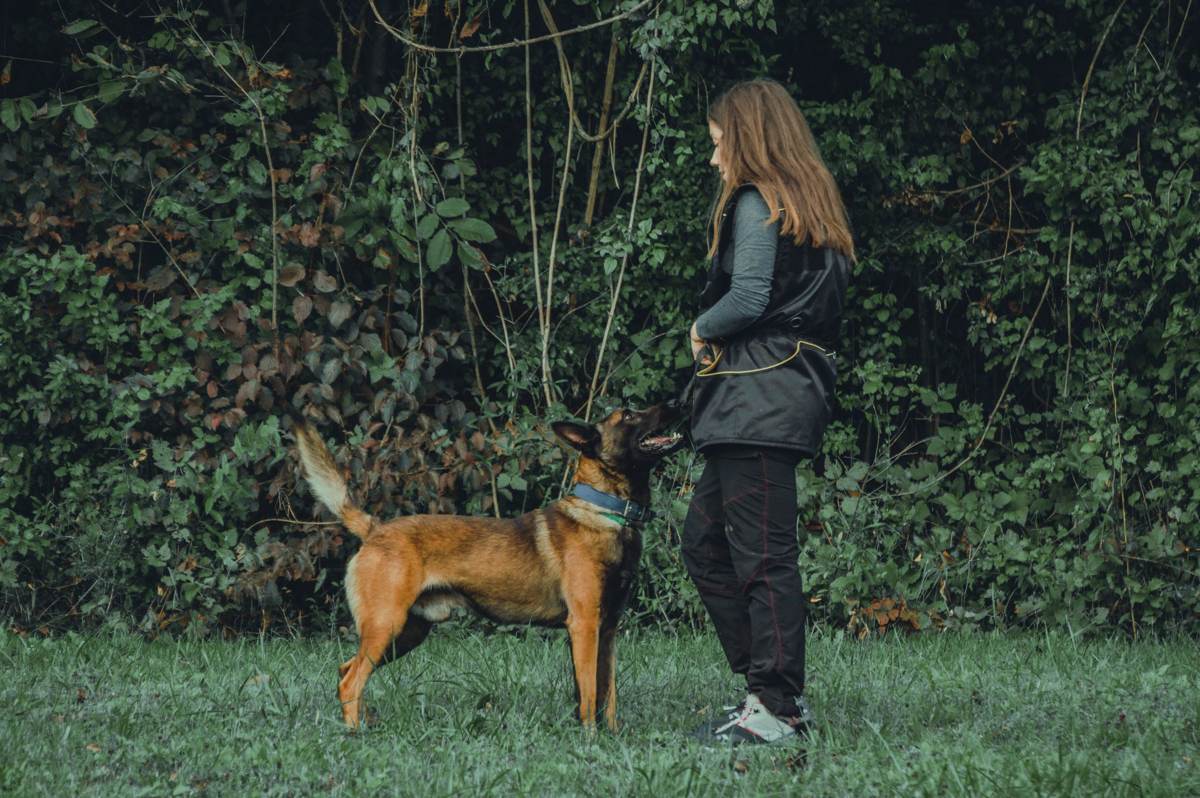 En kvinde og en malinois står over for hinanden på en grøn eng