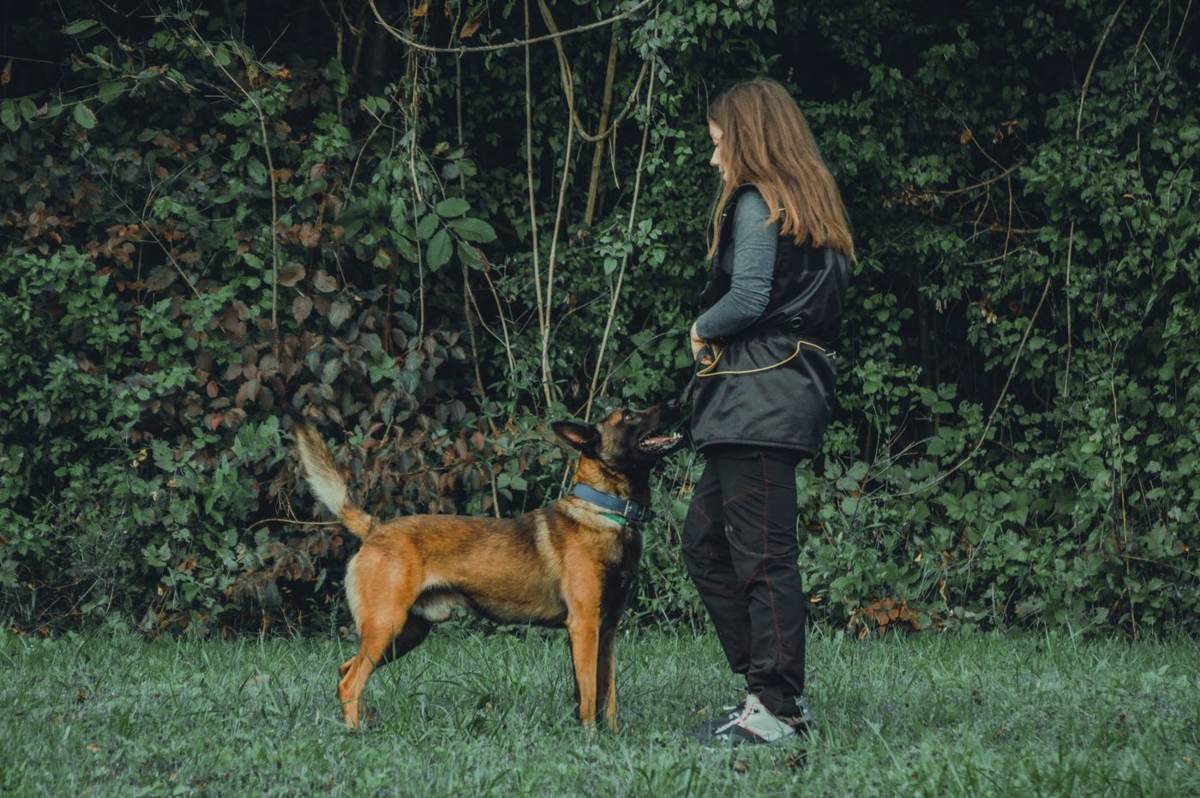 Kvinde og en malinois står over for hinanden på en grøn eng