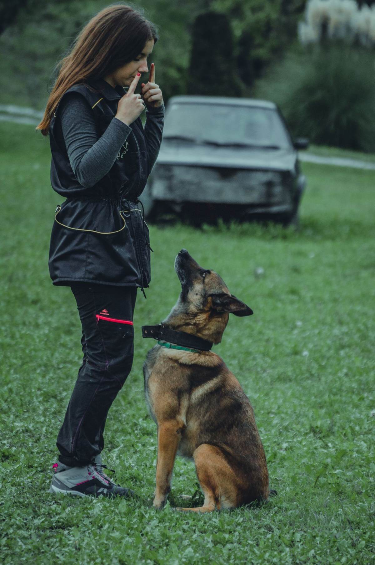 Kvinde og schæferhund træner på en græsplæne