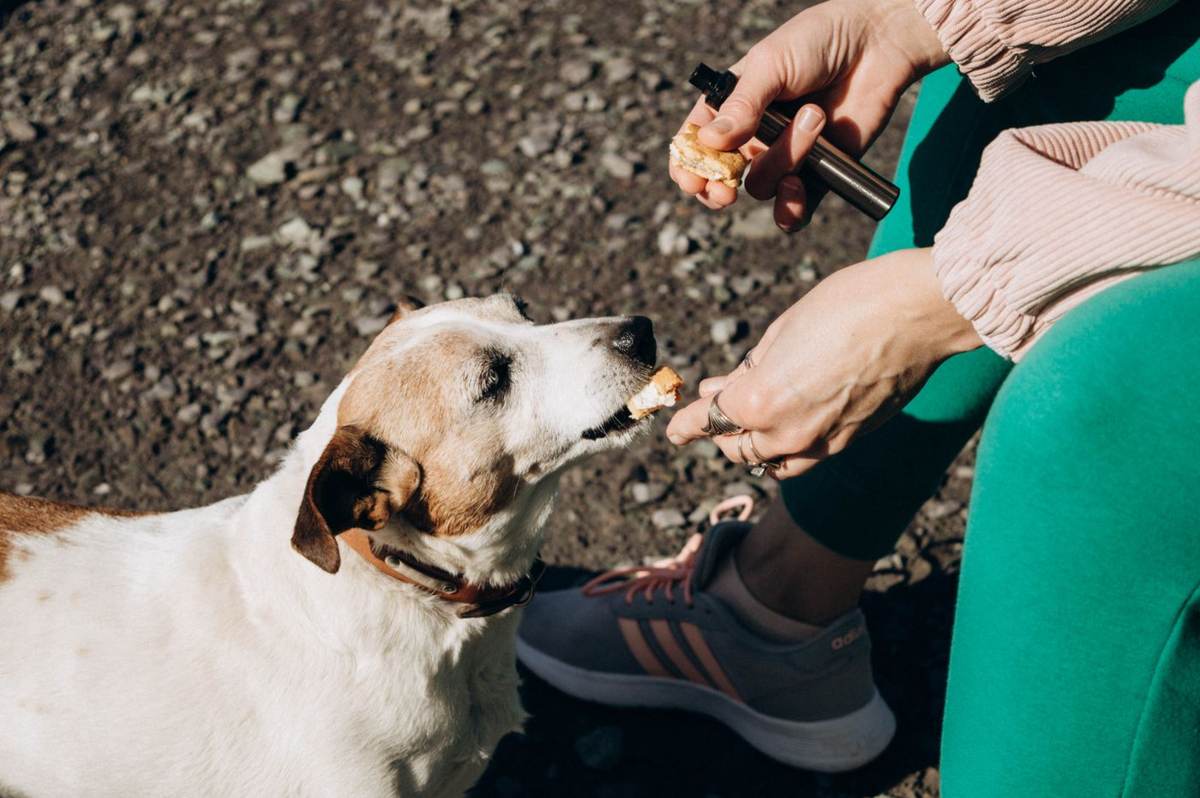 En hvid og brun hund tager en godbid fra en hånd, mens en person sidder ved siden af
