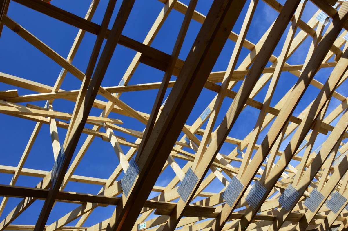 Tagspær i lyst træ set nedefra mod en blå himmel