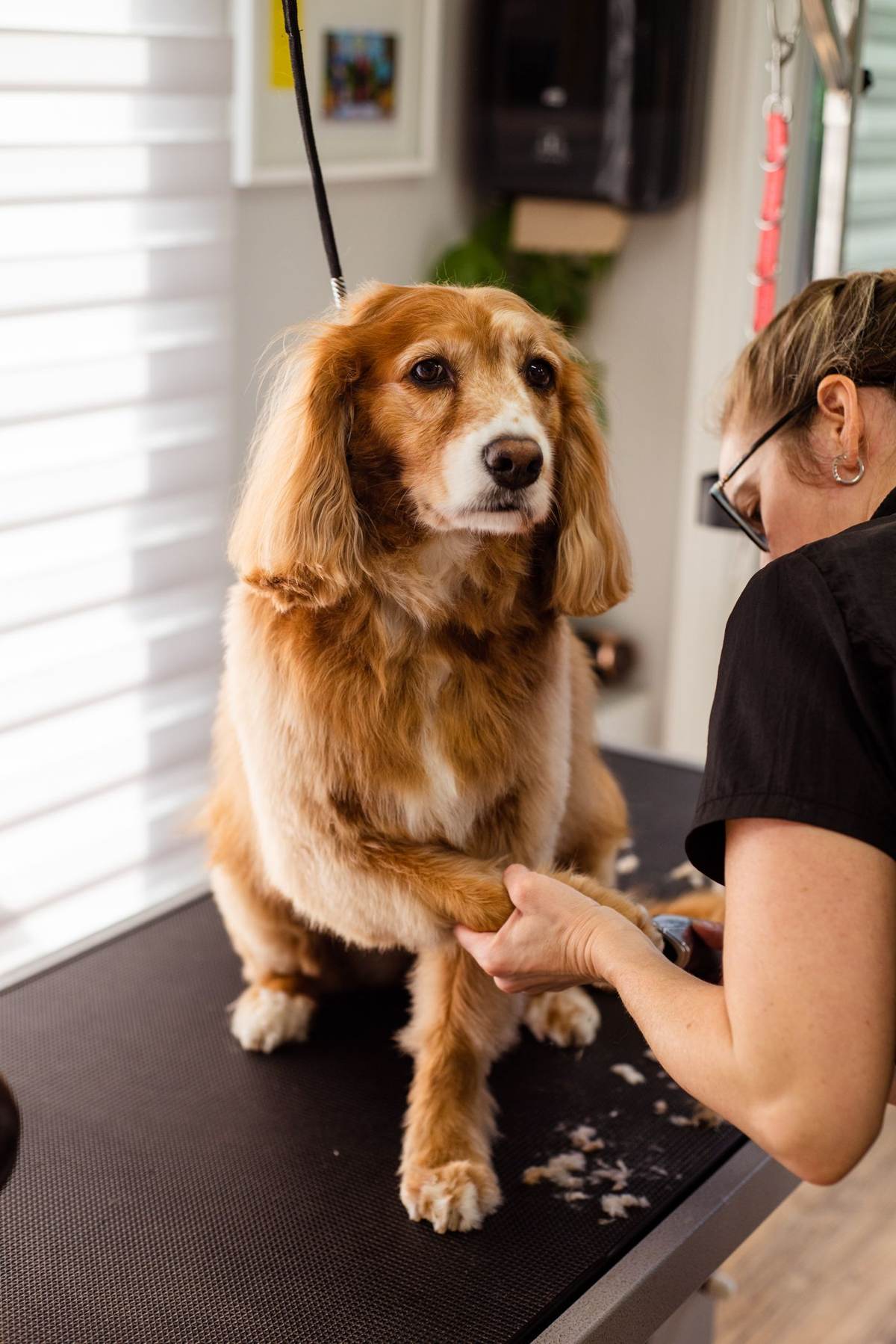 En kvinde klipper klørne på en cockerspaniel på et trimmebord