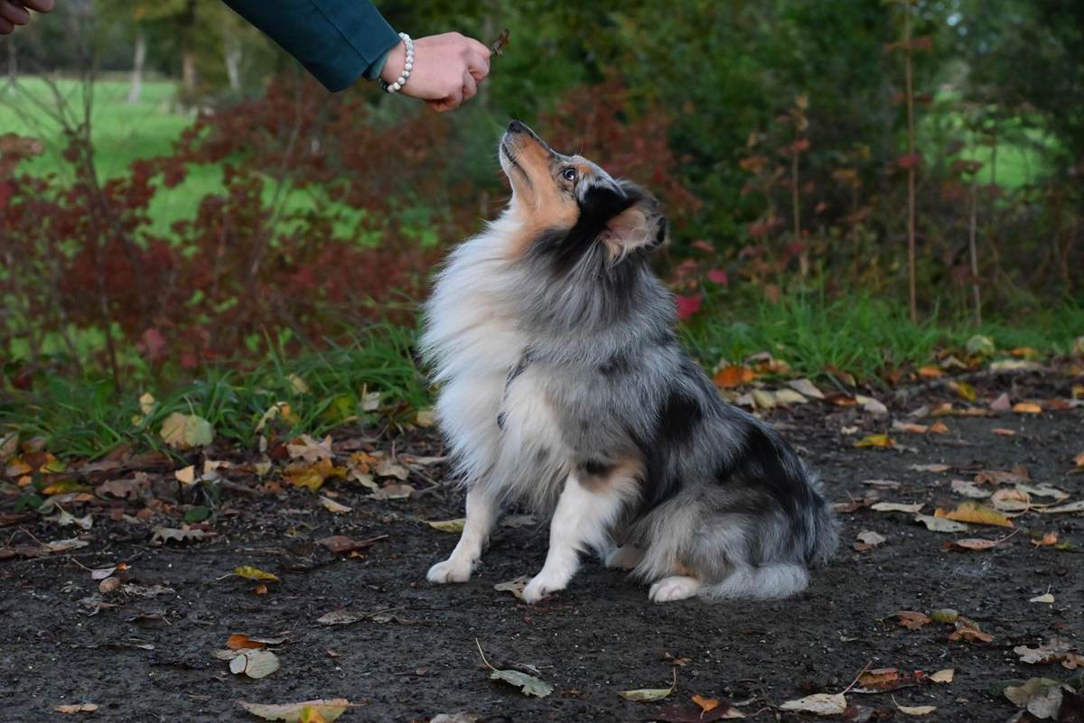 Sheltie kigger op mod en hånd med godbid