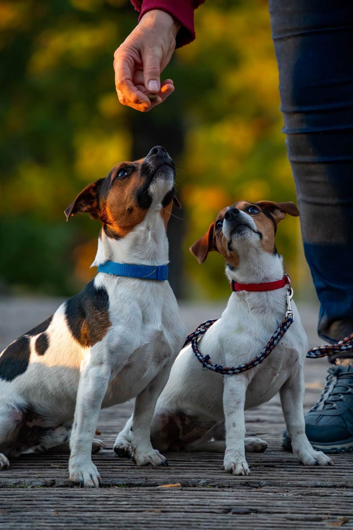 To jack russell terriere kigger op mod en hånd med en godbid