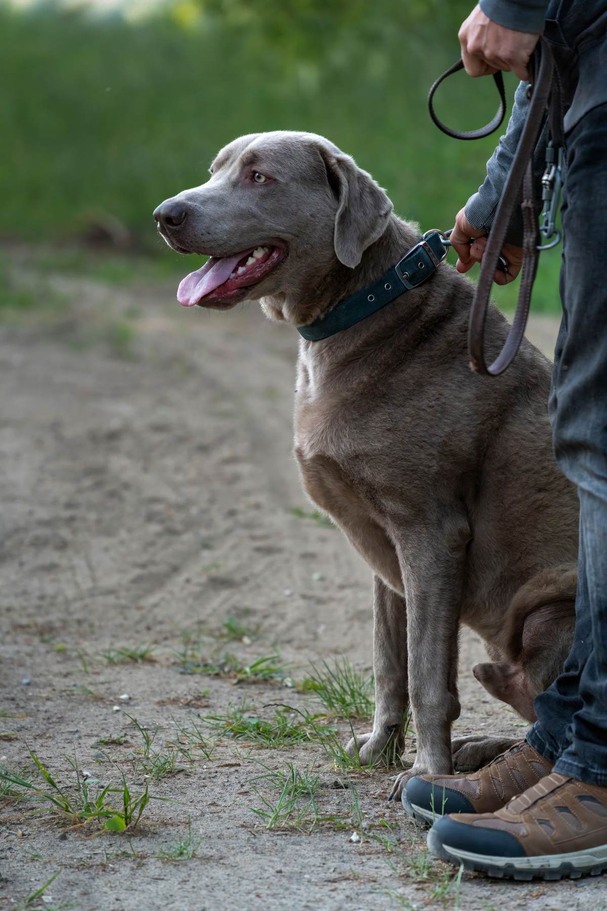 En grå weimaraner sidder på en sti, mens ejeren holder snoren