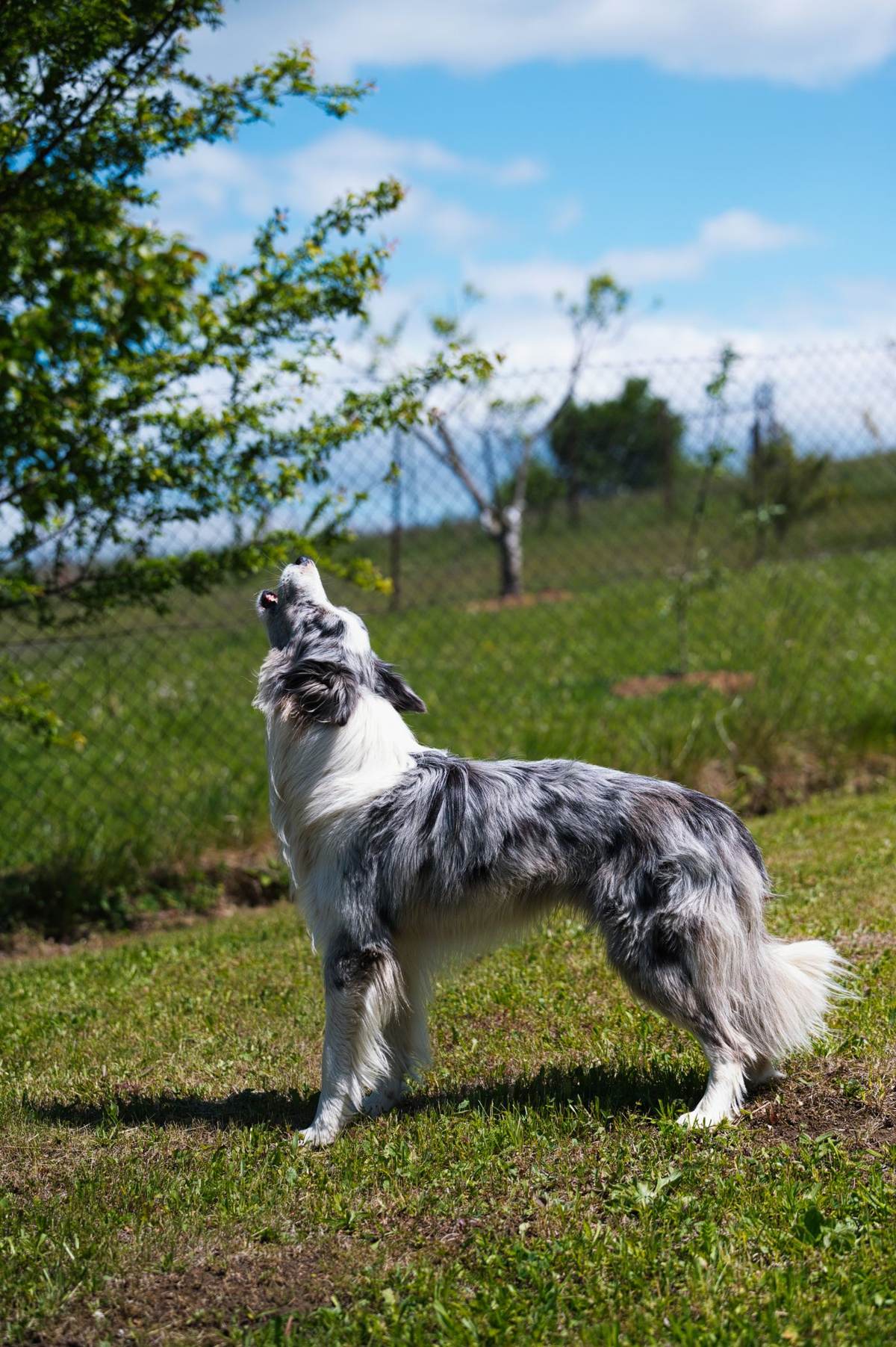 En border collie står i en have og kigger op mod en blå himmel