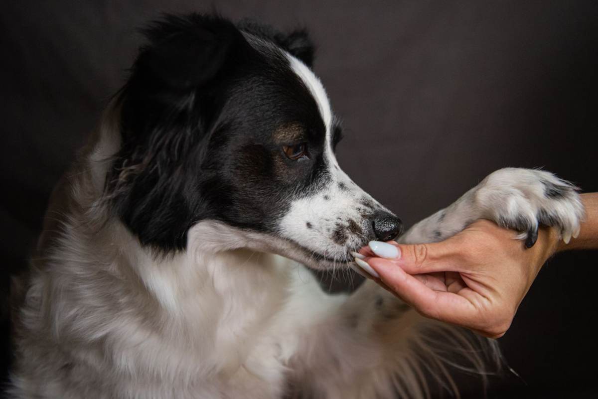 Border collie rækker poten ind mod en hånd med en godbid