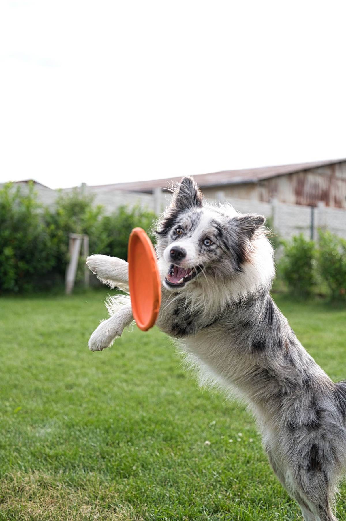Border collie springer op efter en orange frisbee