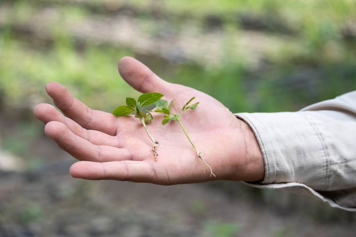 En åben hånd holder en lille grøn plante
