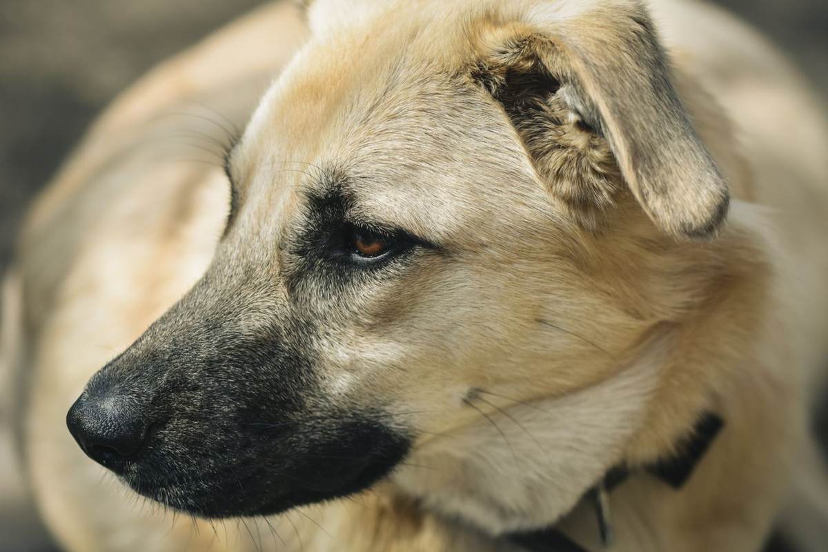 Lys hund med roligt blik