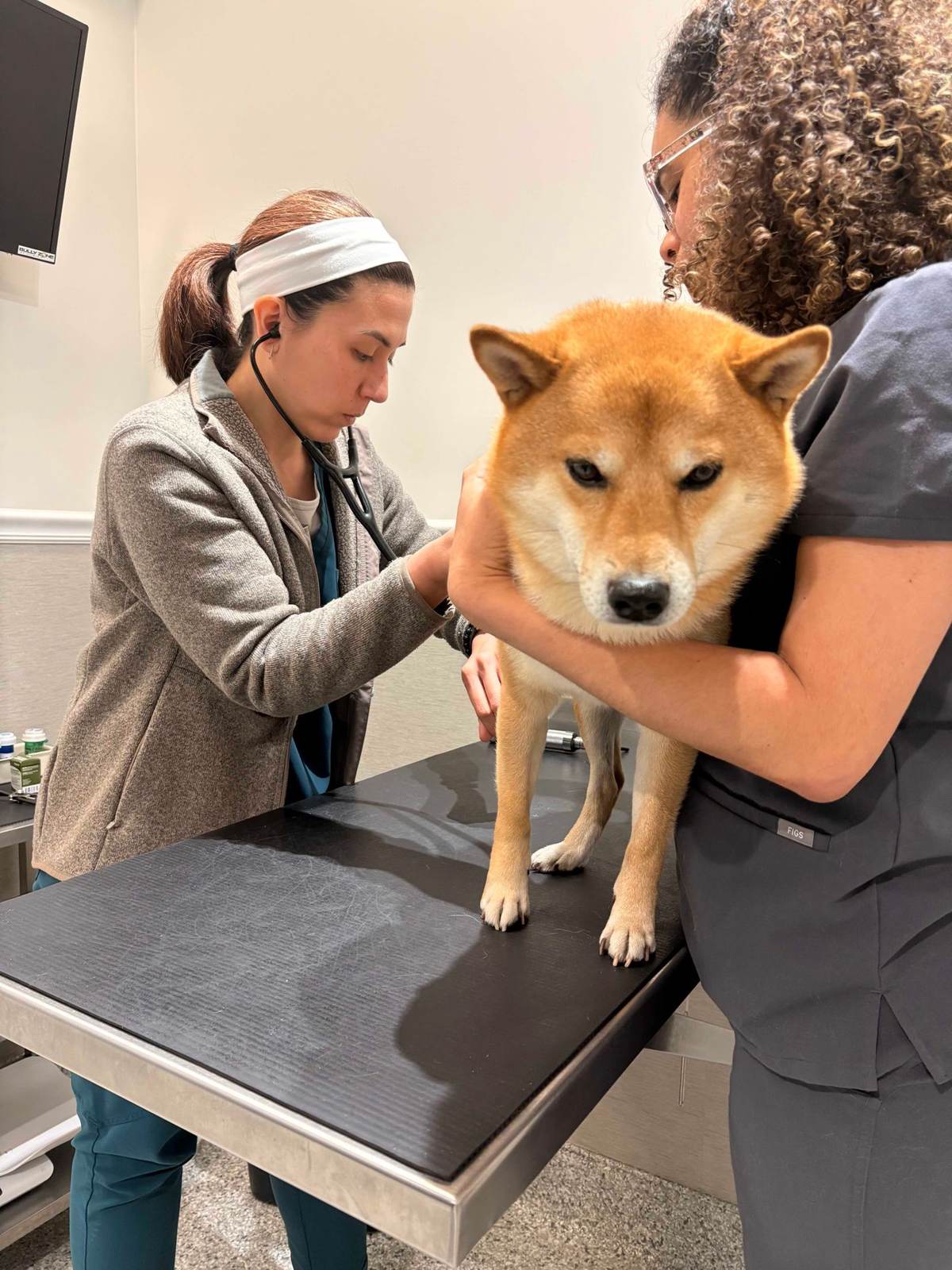 Shiba inu på undersøgelsesbordet