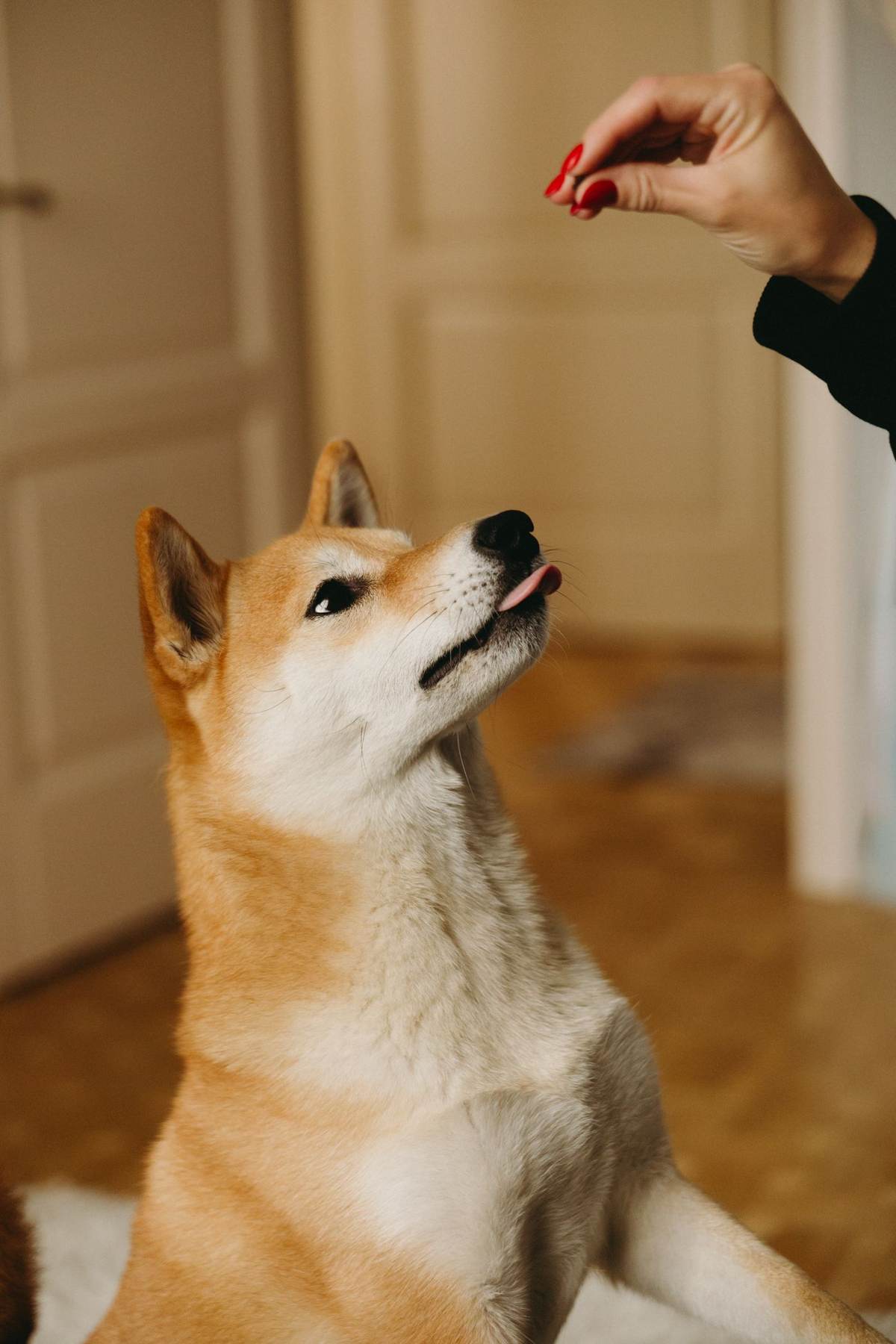 Shiba inu kigger op mod en hånd med en godbid