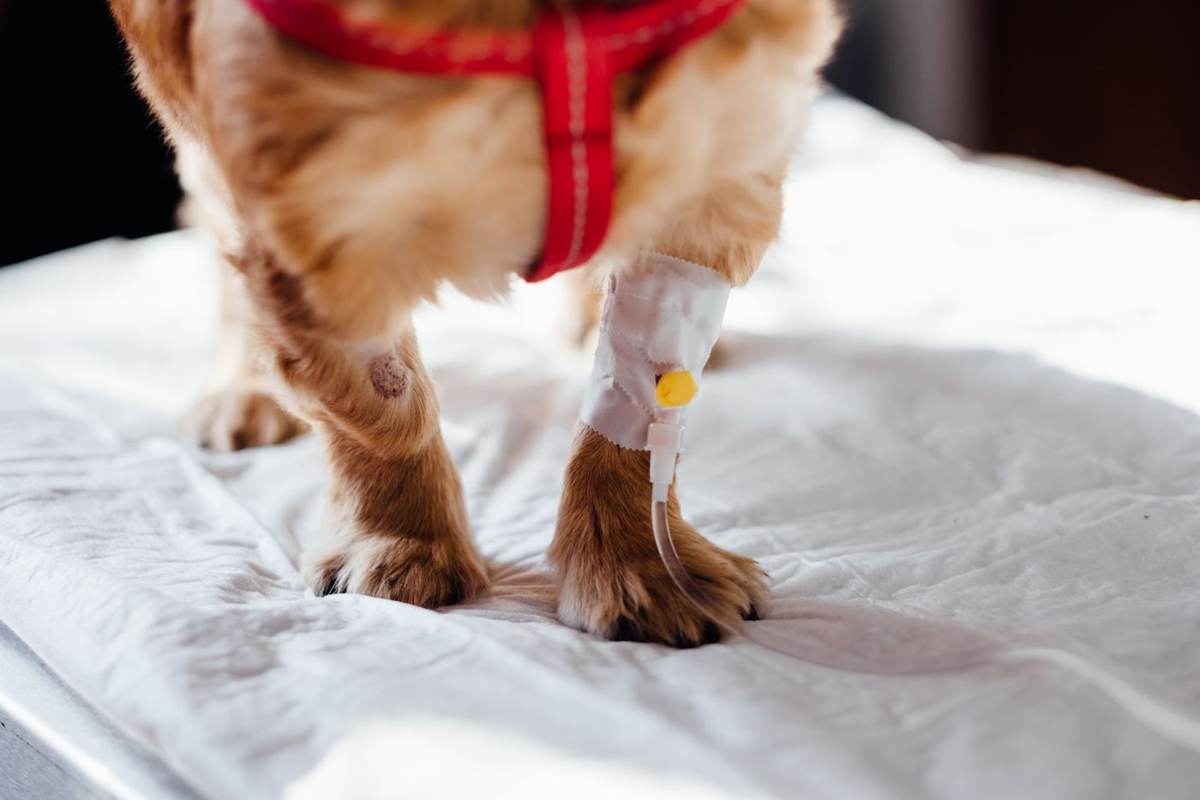 Lille hund med rød sele