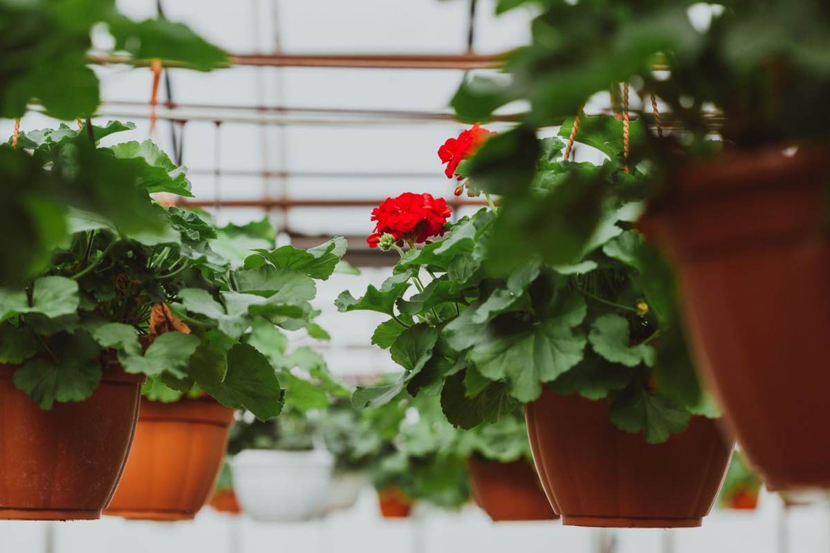Rød og grøn pelargonier i lerkrukker i et lyst drivhus