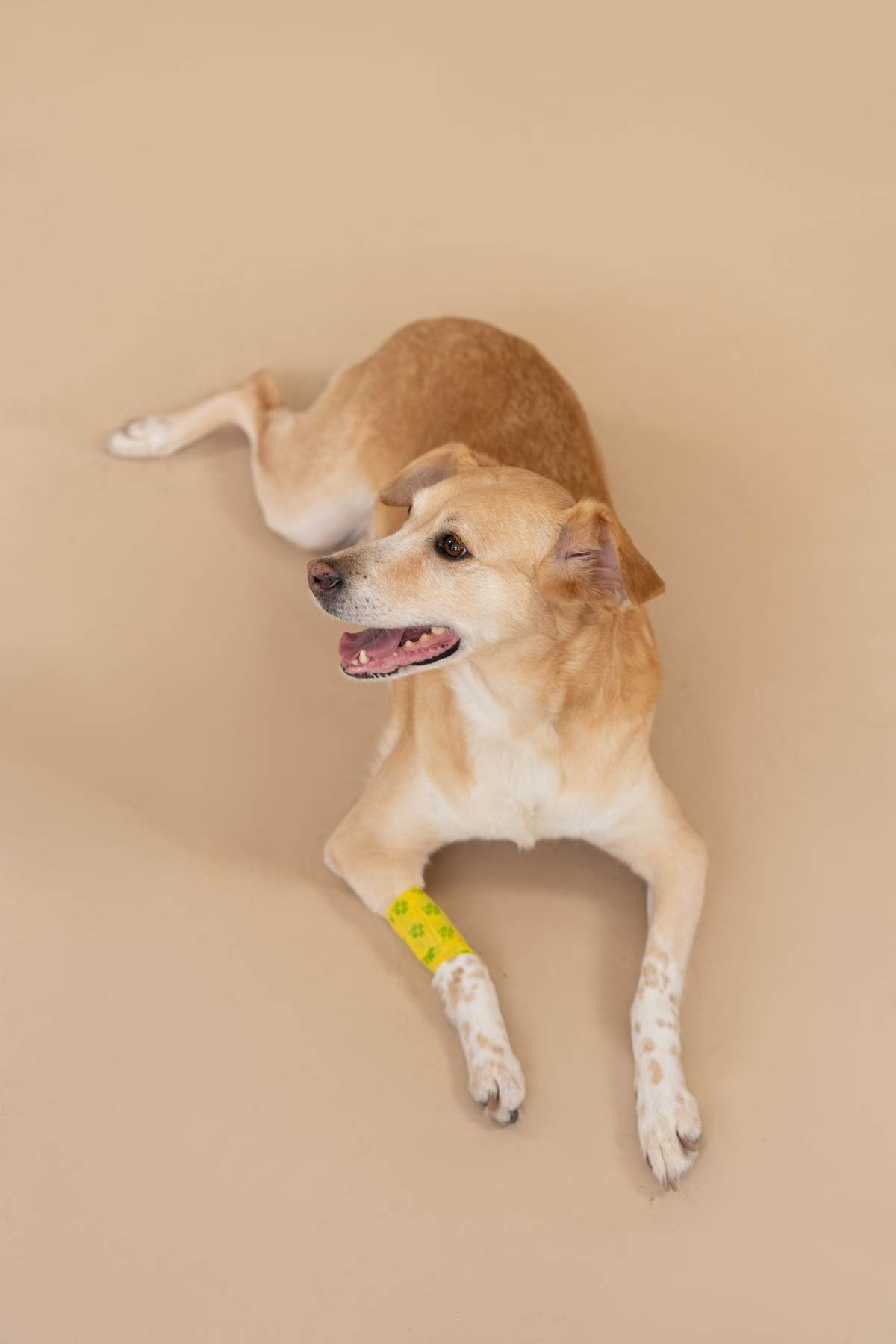 Hund med bandage om forbenet