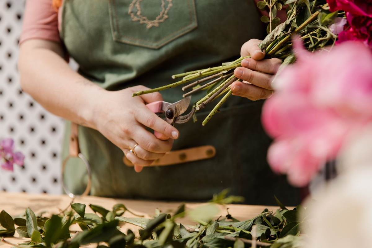 En person i grønt forklæde klipper stilke med en saks foran lyserøde blomster