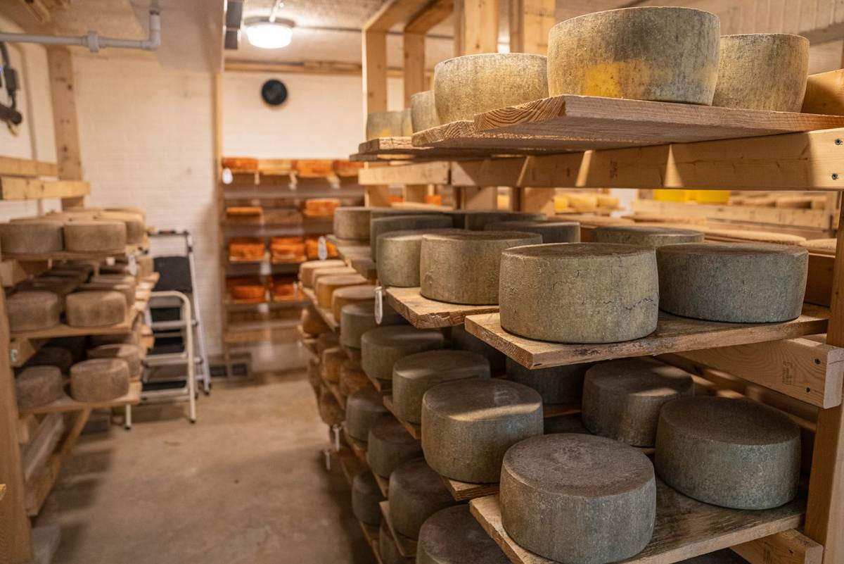 Modnende oste på lange træhylder i et lyst lagerrum