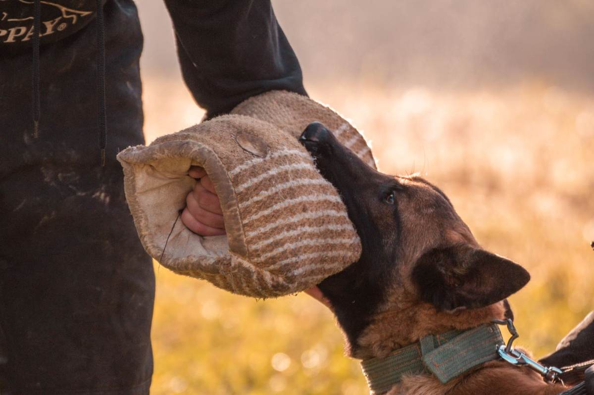 Schæferhund bider i en ærmebeskyttelse i modlys